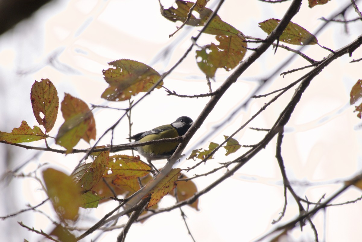 青背山雀 - ML649046034