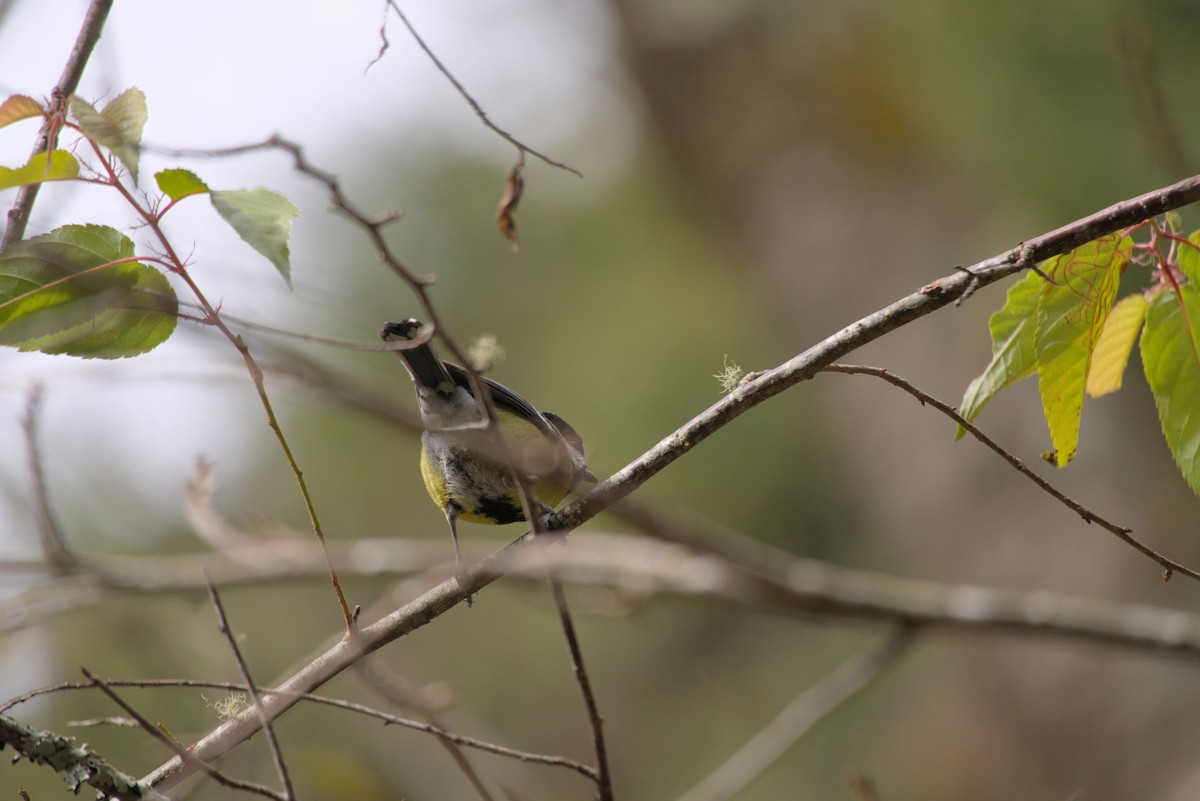 青背山雀 - ML649046035