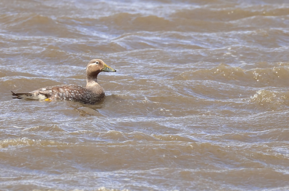 Flying Steamer-Duck - ML649046036