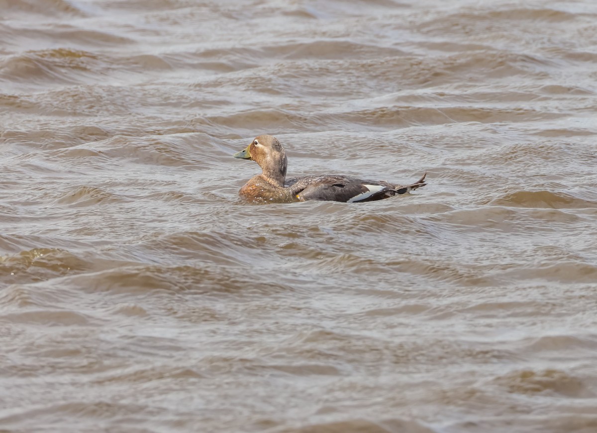 Flying Steamer-Duck - ML649046037