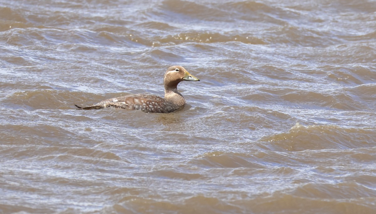Flying Steamer-Duck - ML649046038