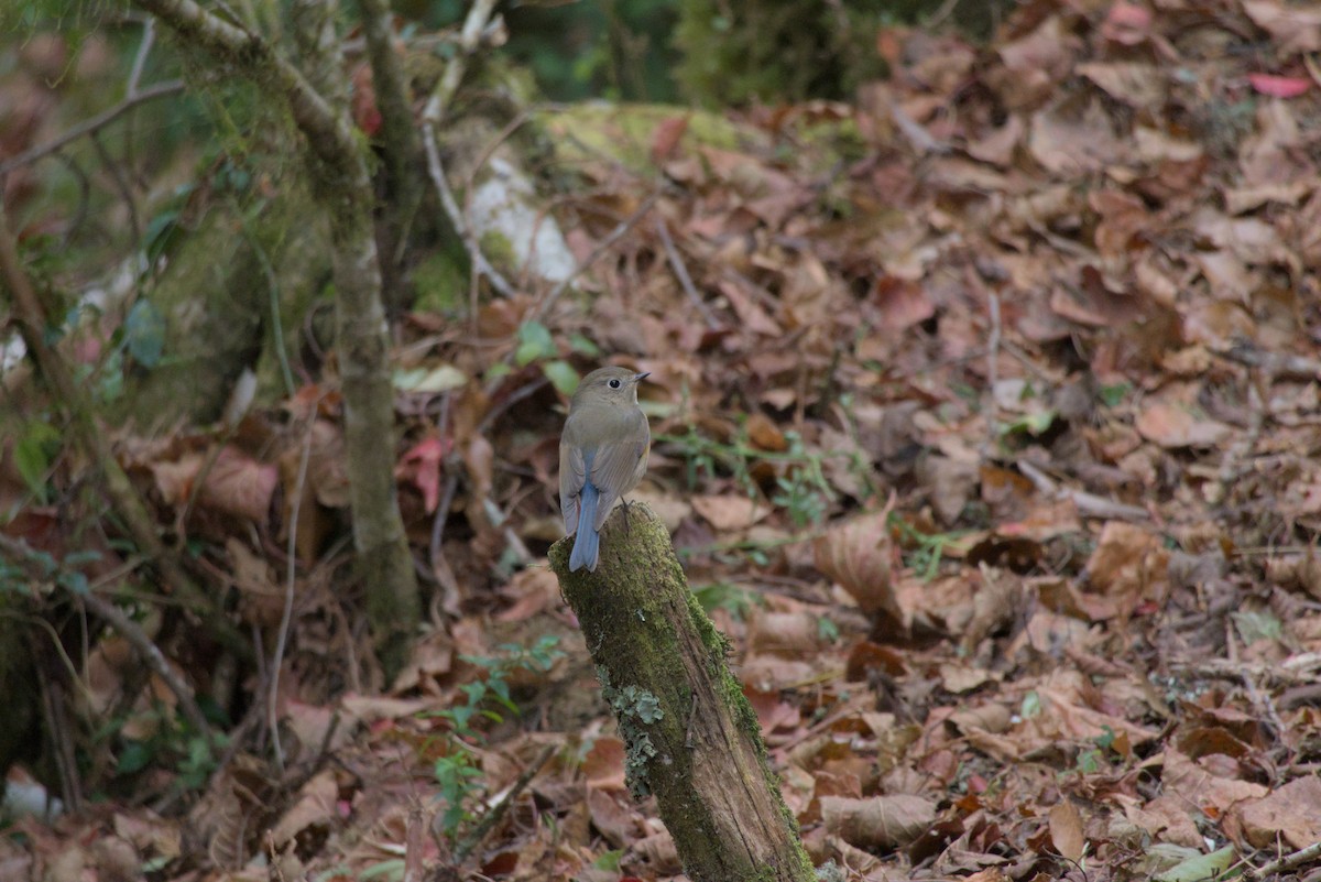 藍尾鴝 - ML649046039