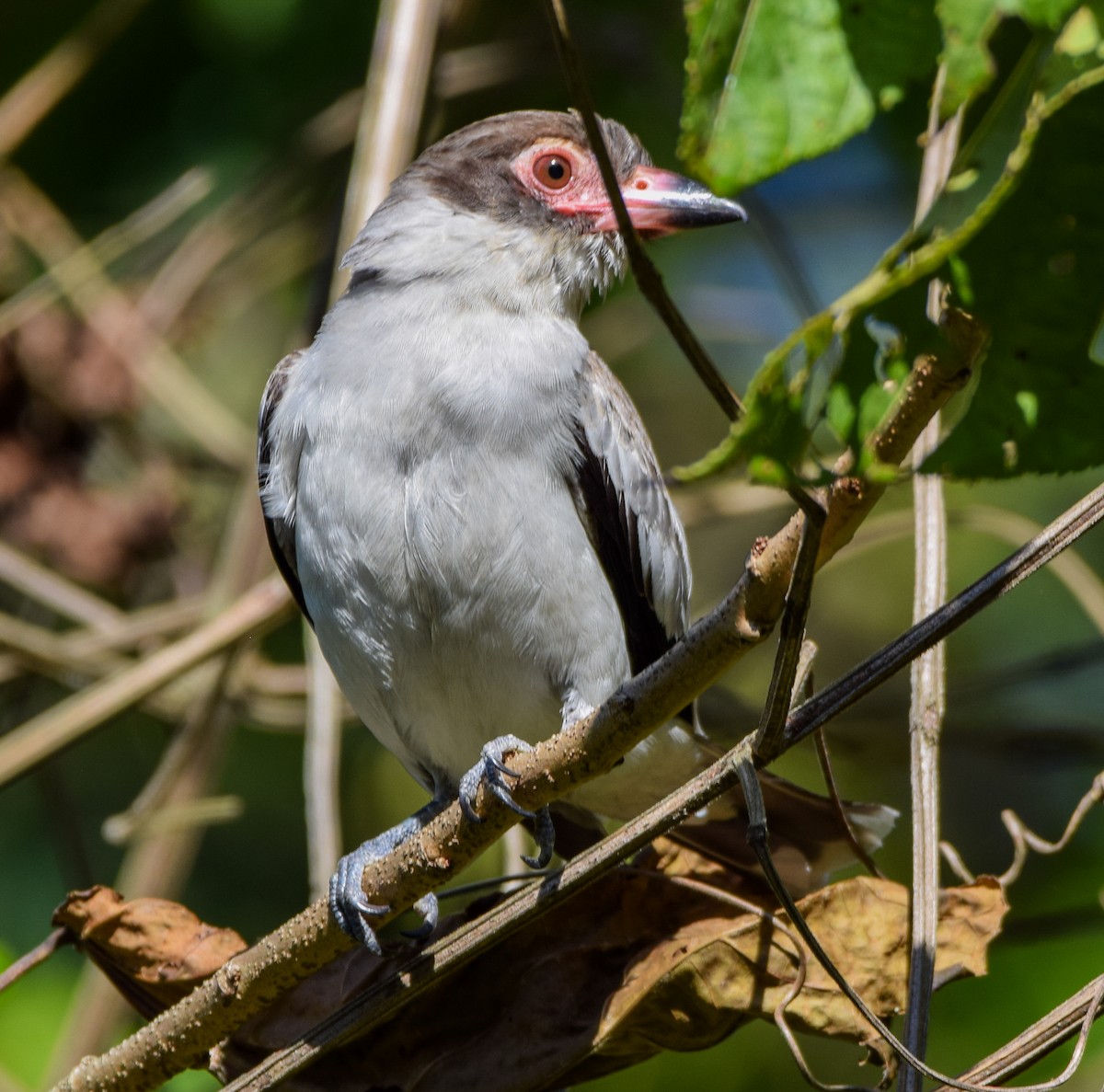 Masked Tityra - ML649046040