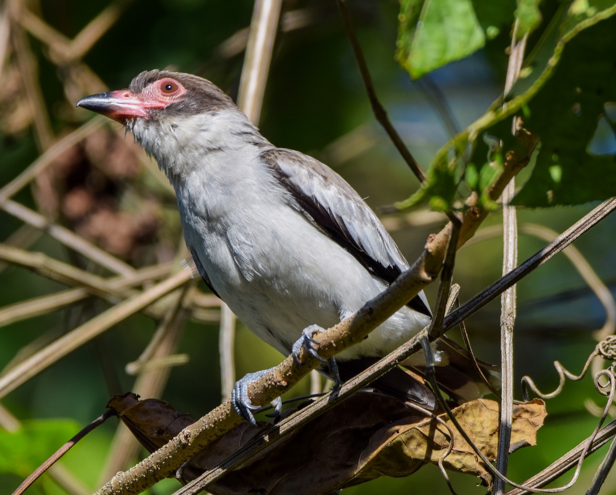 Masked Tityra - ML649046041