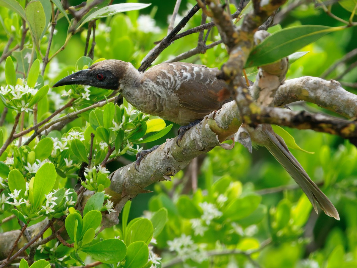 Helmeted Friarbird - ML649046042
