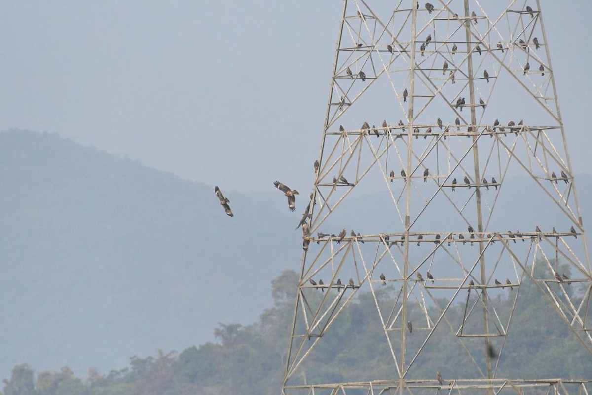 黑鳶 - ML649046043