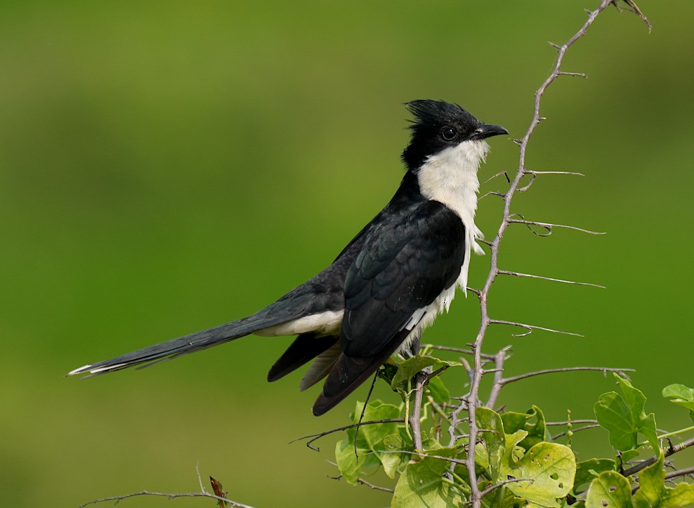 斑翅鳳頭鵑 - ML649046058