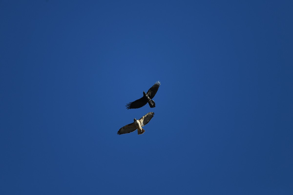 Common Raven - ML649046059