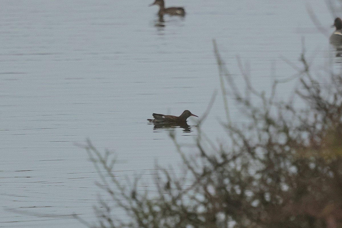 西方秧雞 - ML649046068