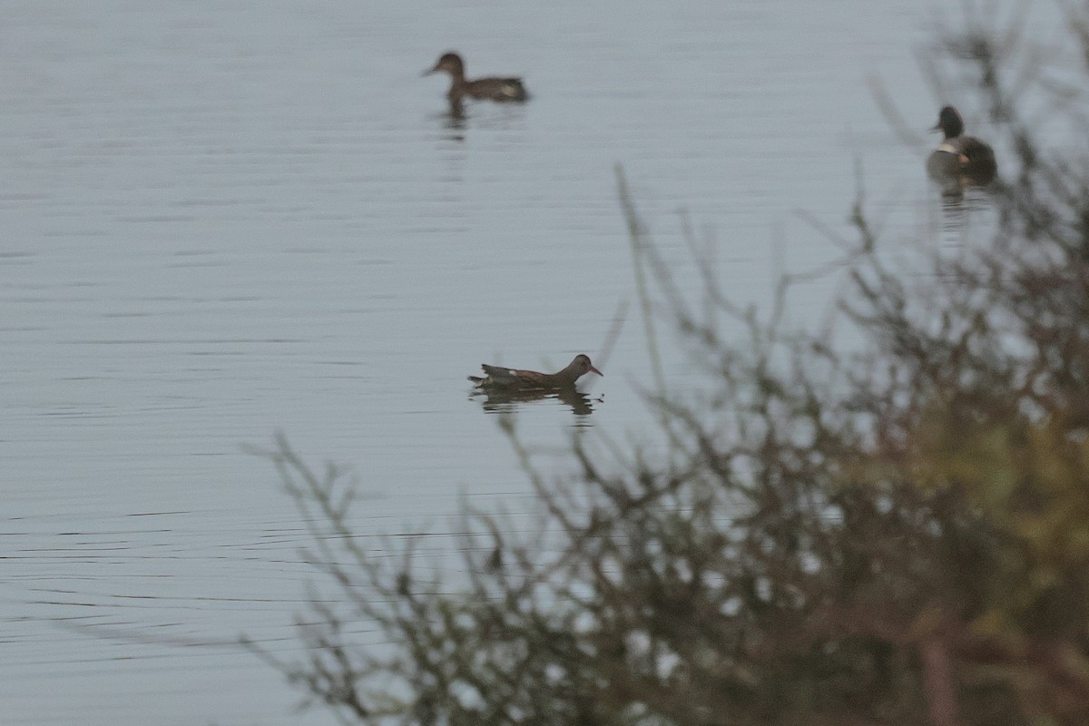 西方秧雞 - ML649046069