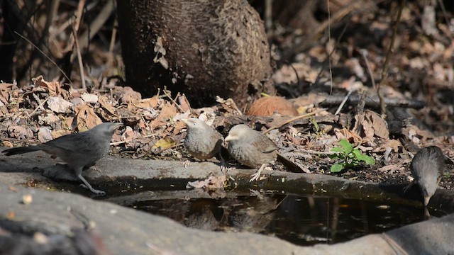 Yellow-billed Babbler - ML649046164