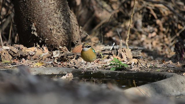 Indian Pitta - ML649046218