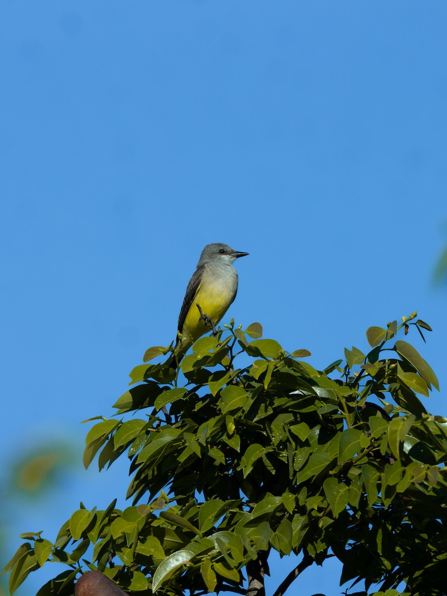 Schmalschnabel-Königstyrann - ML649046581