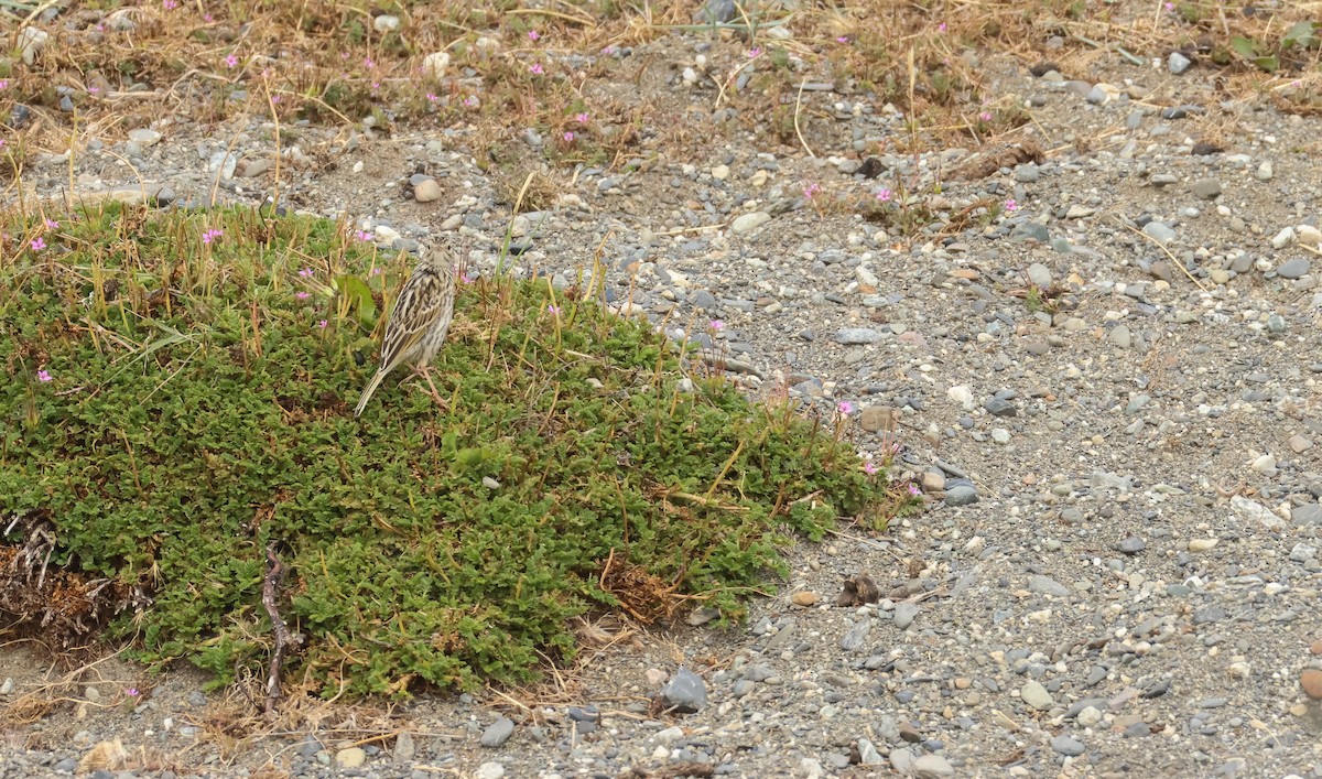 Патагонский конёк - ML649046719