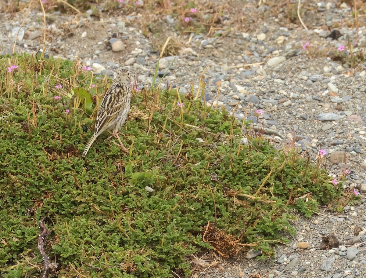 Патагонский конёк - ML649046720