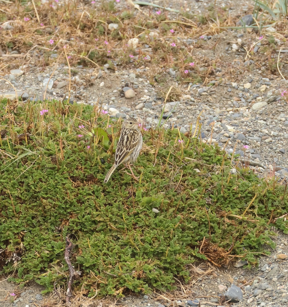 Патагонский конёк - ML649046721