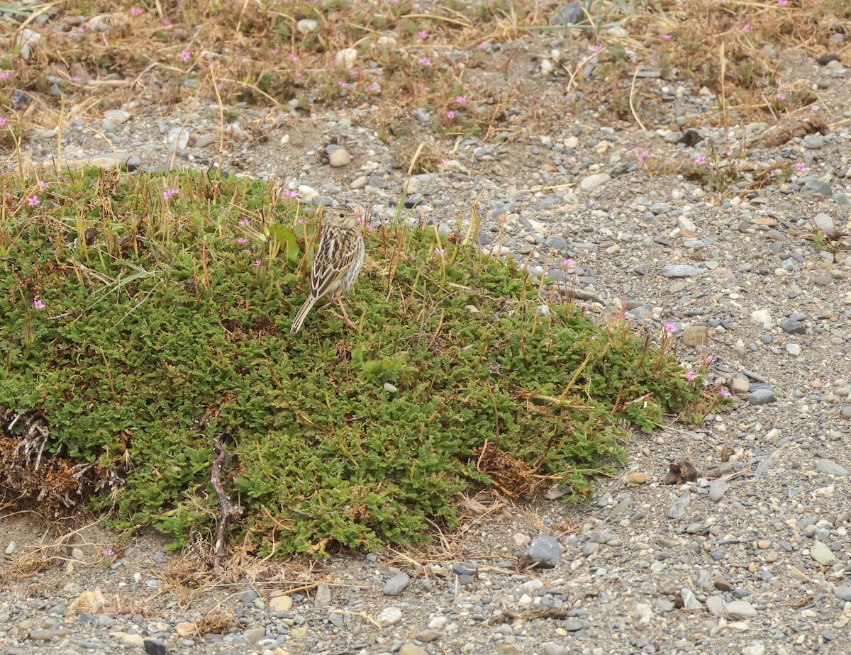 Патагонский конёк - ML649046722