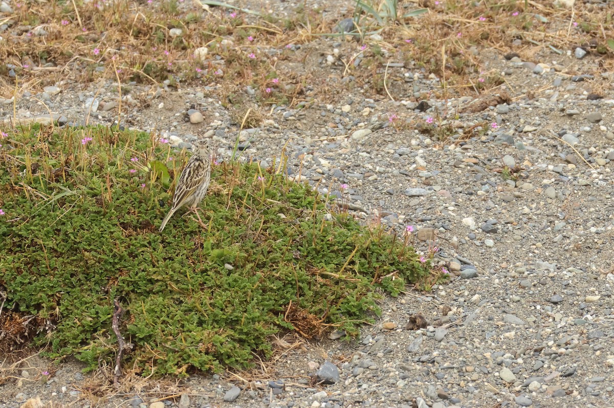 Патагонский конёк - ML649046723