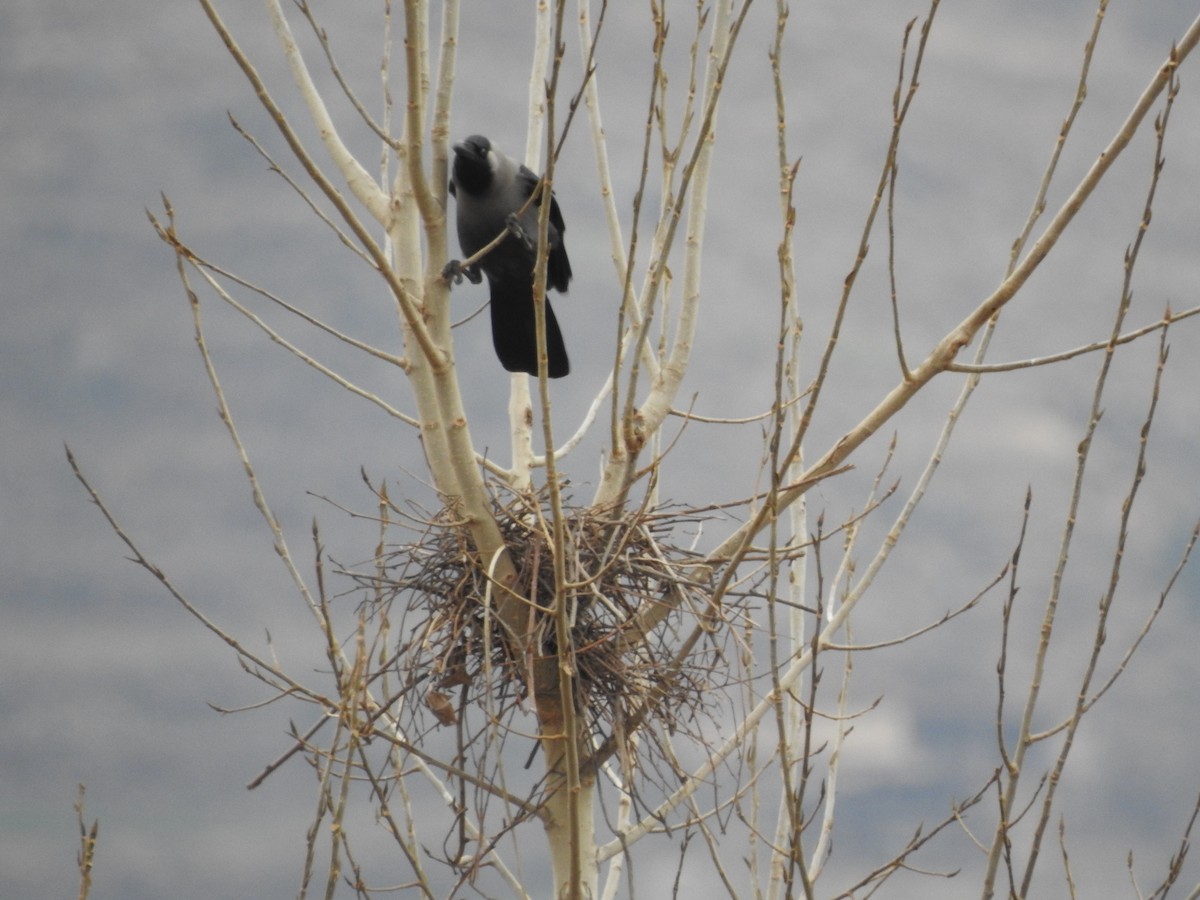 Домовая ворона - ML649046767