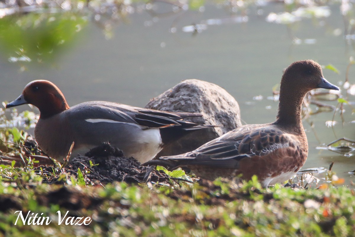 Свиязь - ML649046768