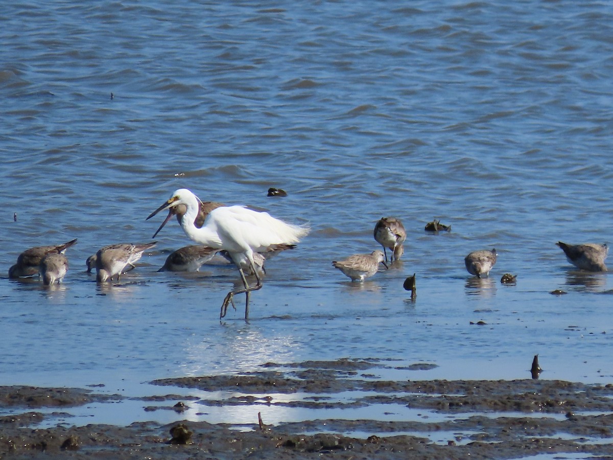 Малая белая цапля - ML649046777