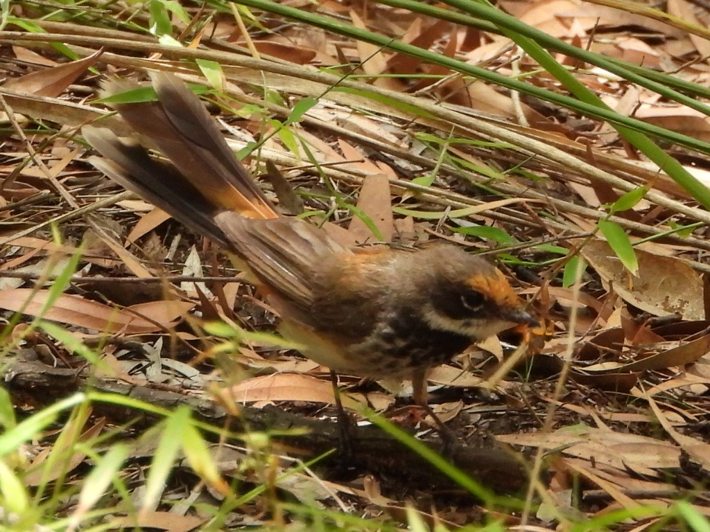 Australian Rufous Fantail - ML649046779