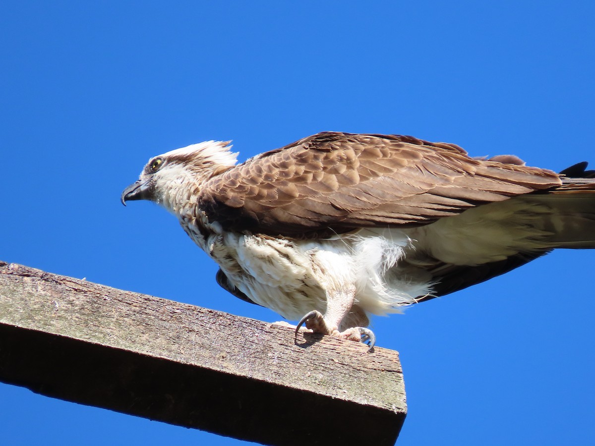 Скопа - ML649046780