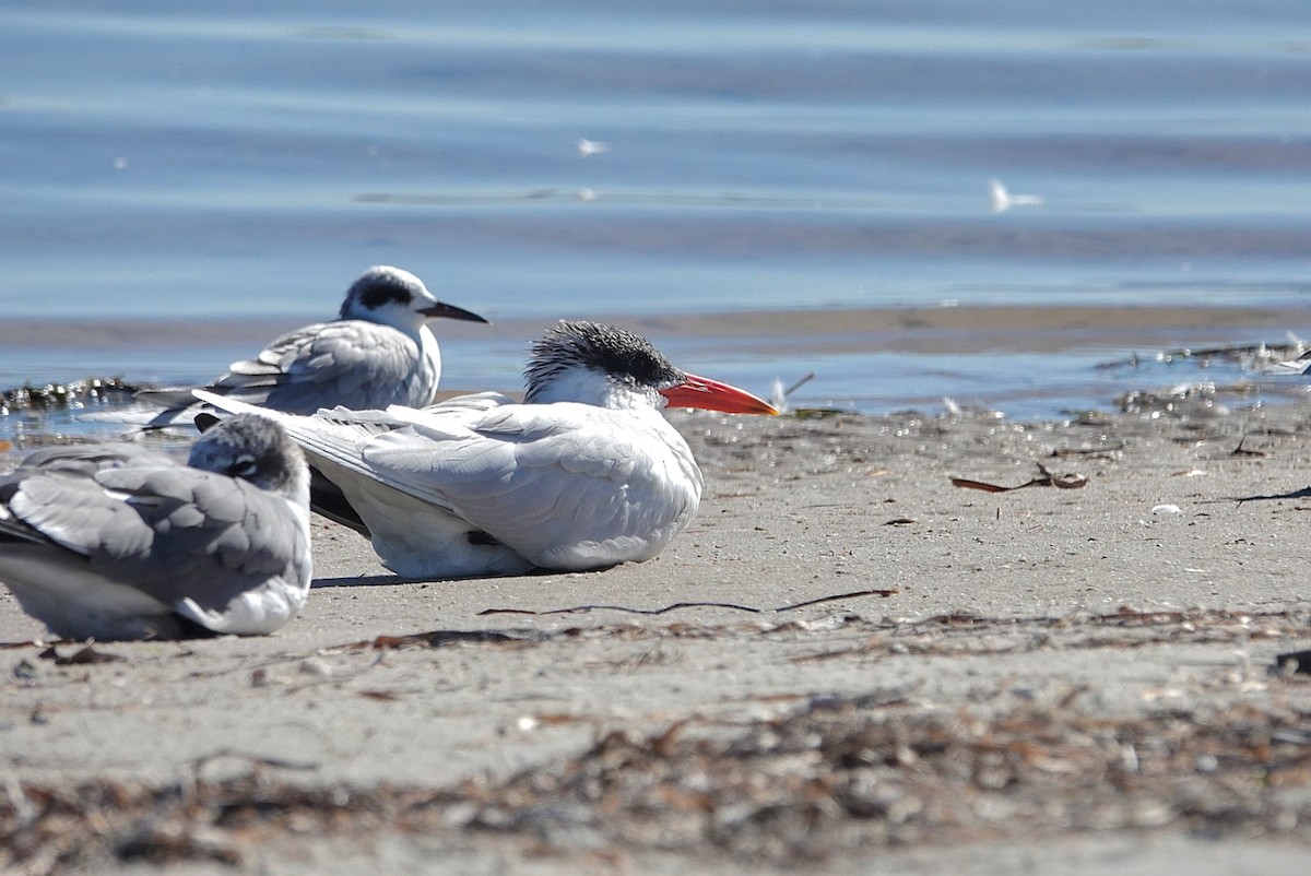 Черноухая крачка - ML649046782