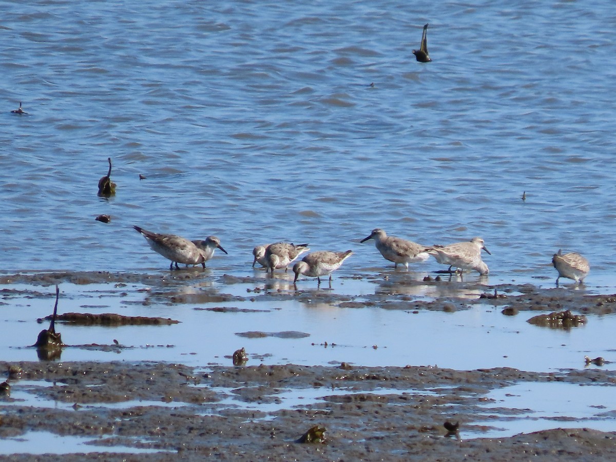 Большой песочник - ML649046789