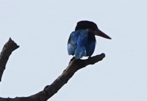 Красноносый зимородок - ML649046790