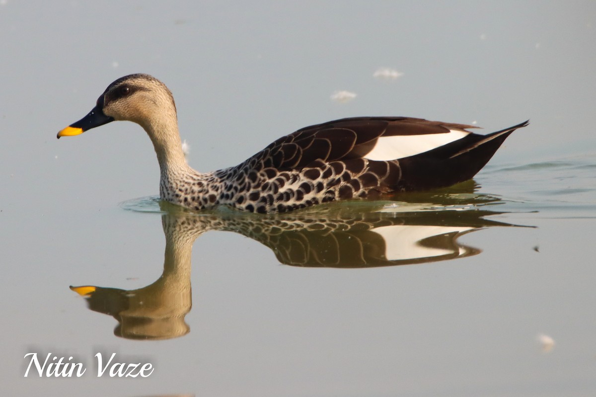 Пестроносая кряква - ML649046793