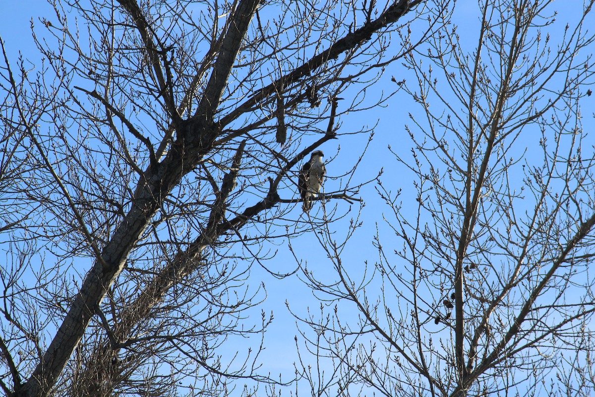 Скопа - ML649046794