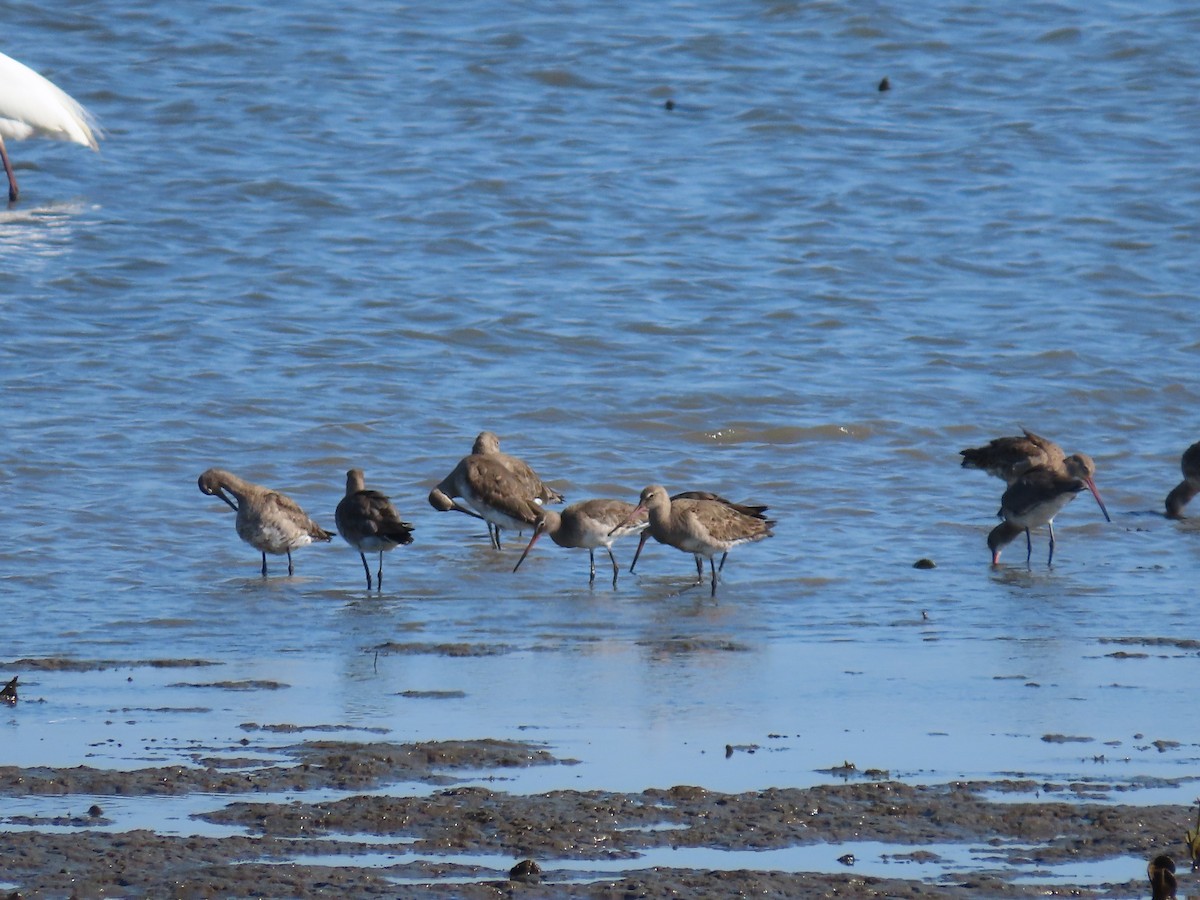 Малый веретенник - ML649046797