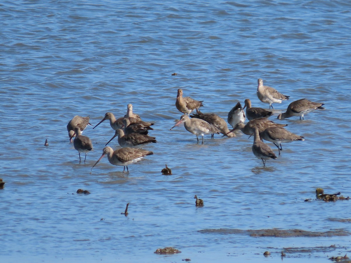 Малый веретенник - ML649046798