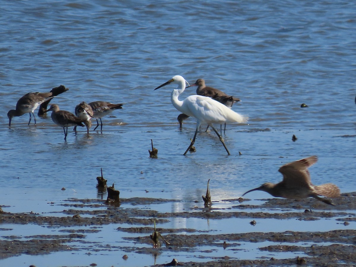 Eurasian Whimbrel - ML649046799