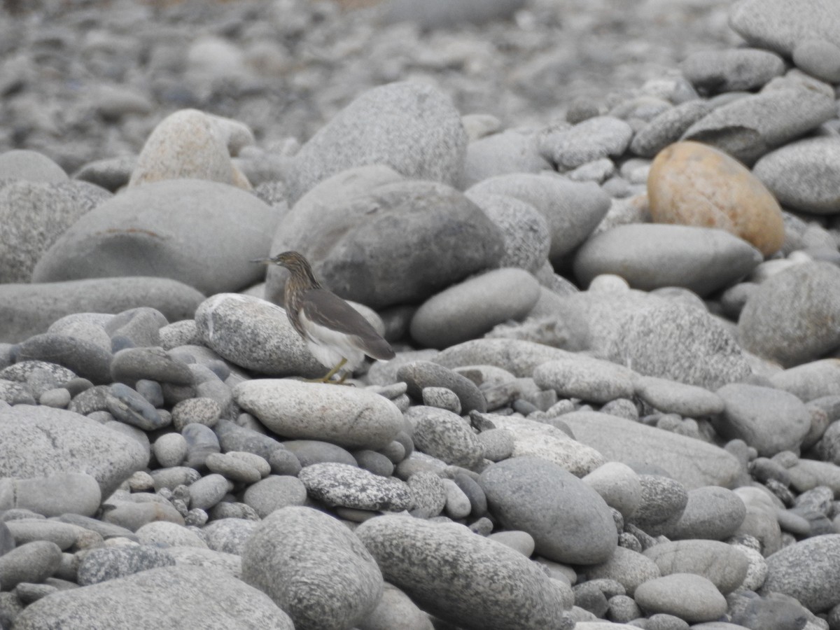 Индийская прудовая цапля - ML649046801