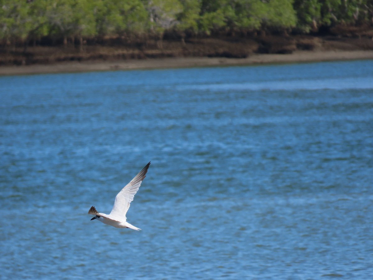 Australian Tern - ML649046802