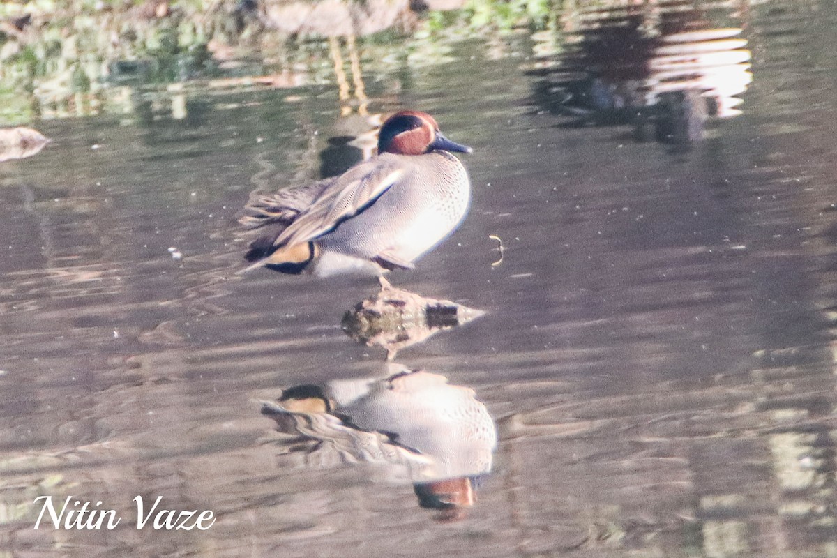 Чирок-свистунок - ML649046803