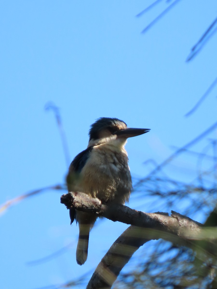 Священная альциона - ML649046806