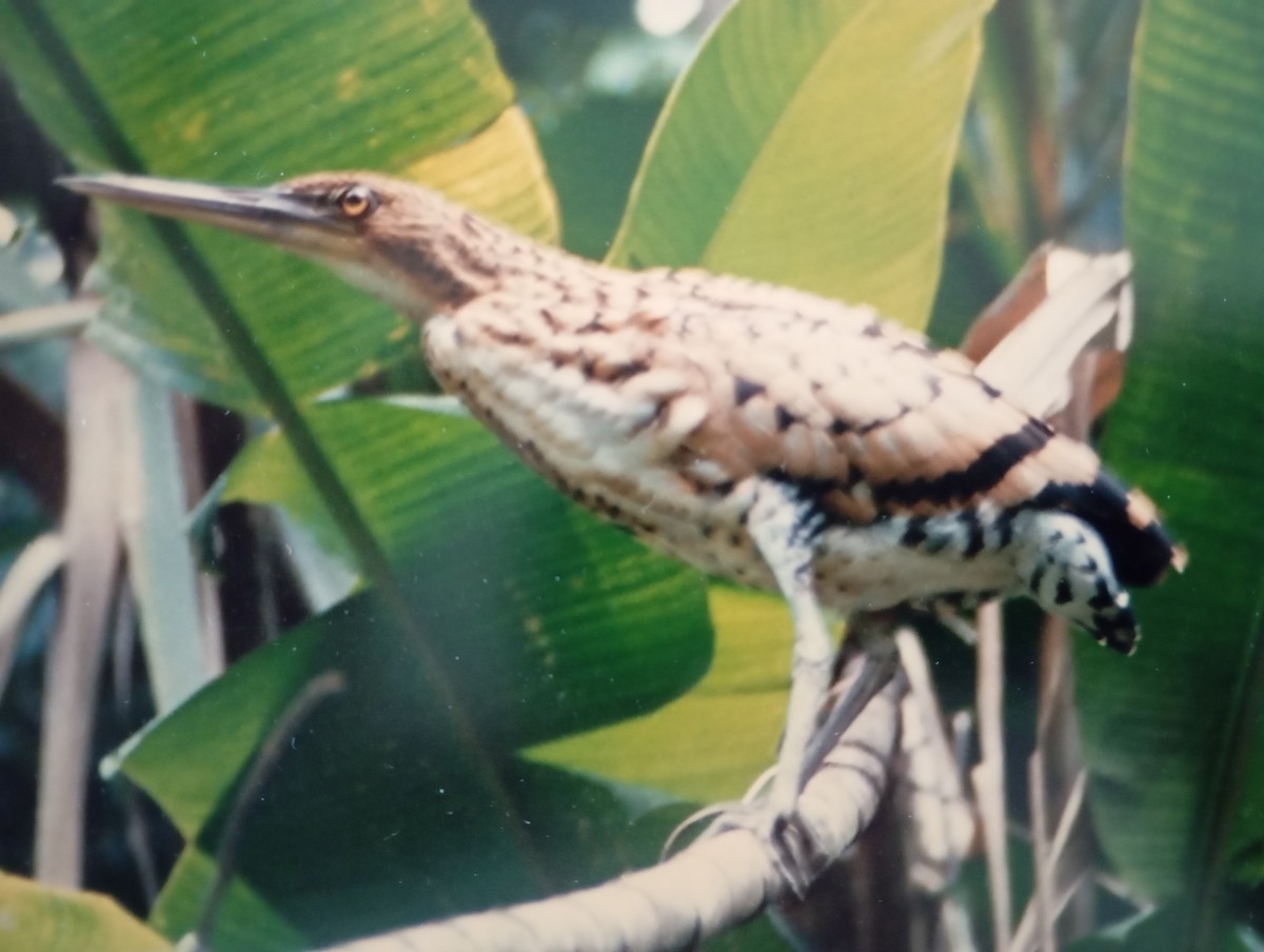 Мраморная тигровая выпь - ML649046808