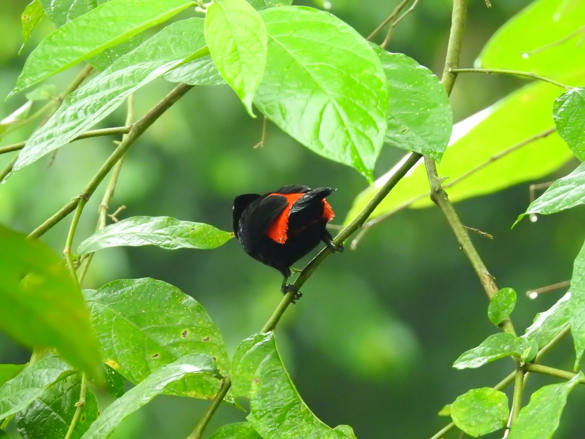 Гватемальский сереброклюв - ML649046810