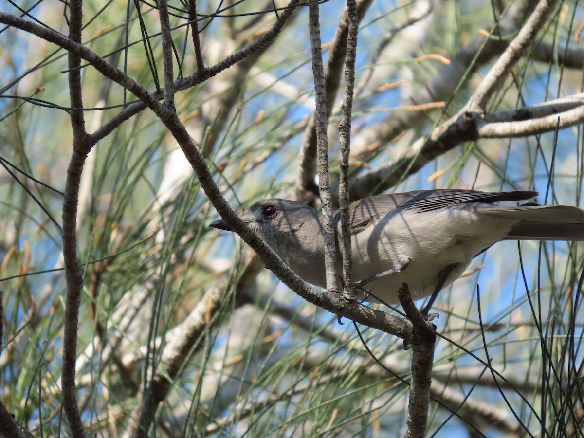 Серогрудый питуи - ML649046811