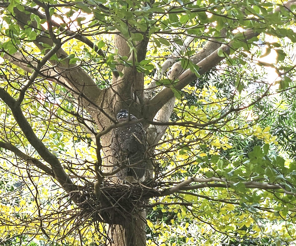 Чернохохлая кваква - ML649046813