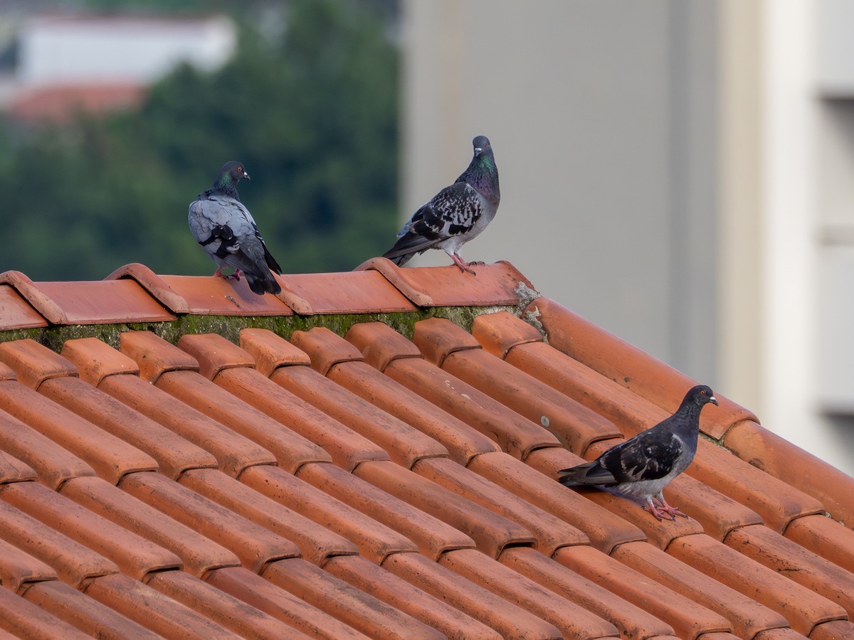 Сизый голубь (Одомашненного типа) - ML649046815