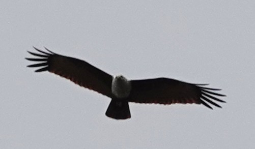 Браминский коршун - ML649046816