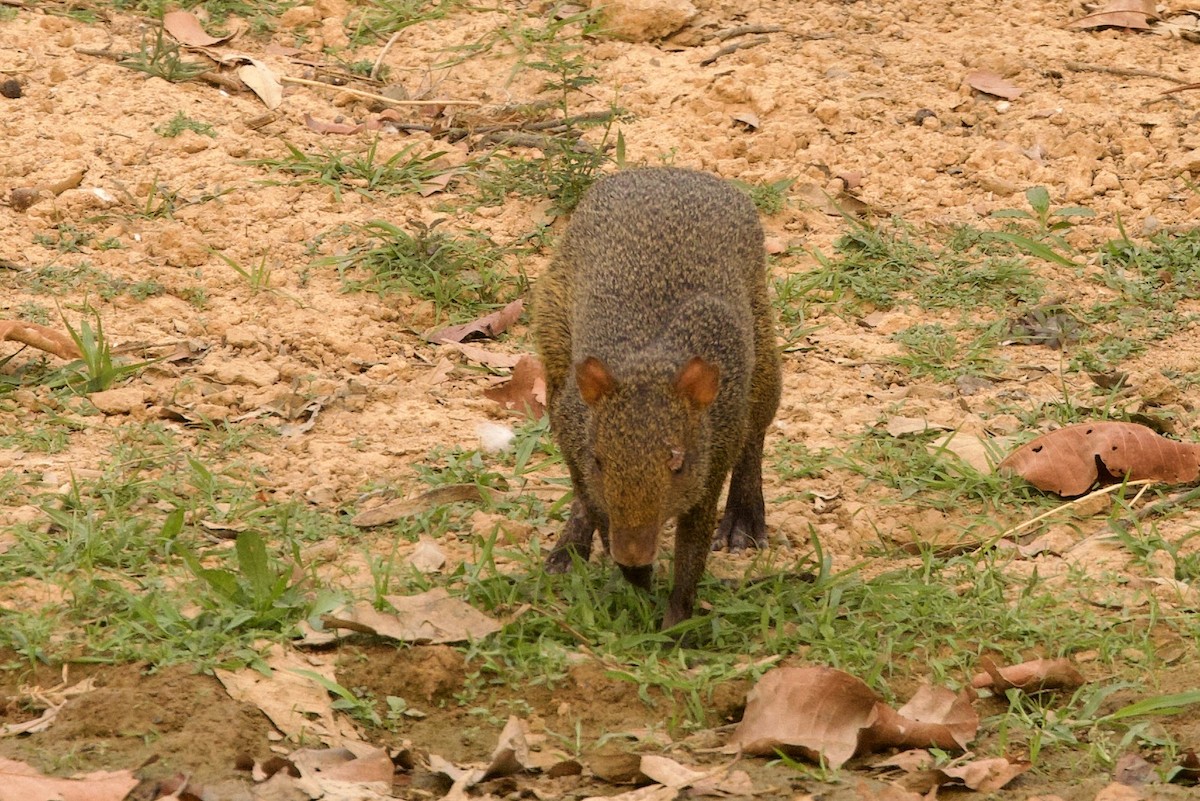 Azara's Agouti - ML649047677