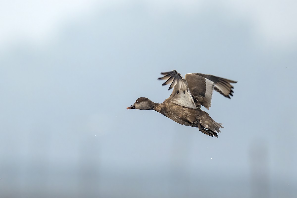 Red-crested Pochard - ML649048106