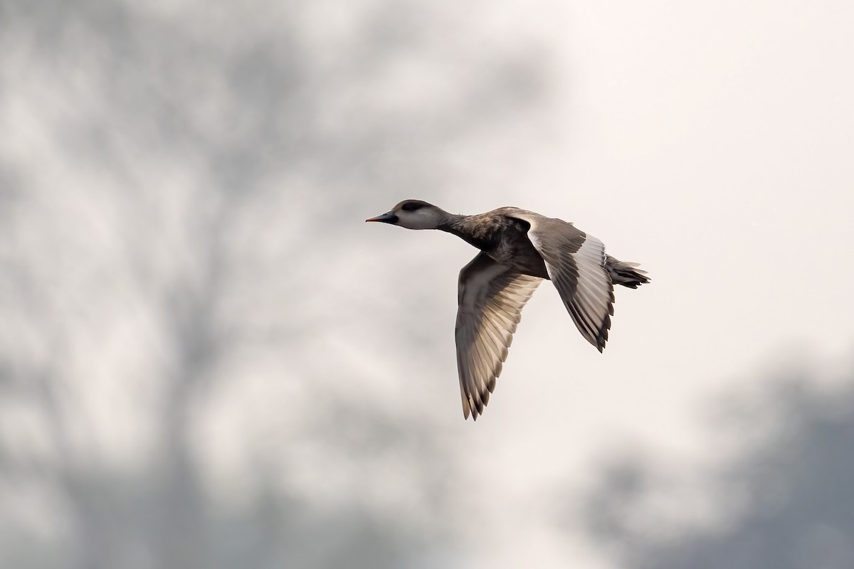 Red-crested Pochard - ML649048107
