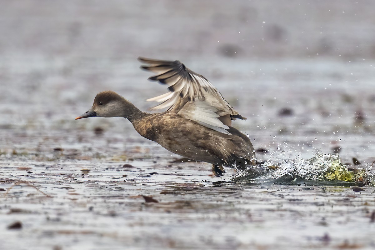 Red-crested Pochard - ML649048108