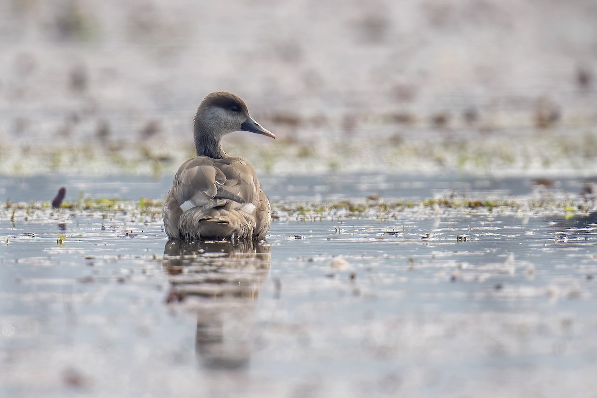 Red-crested Pochard - ML649048109